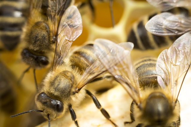 Arquivo:Bees.jpg